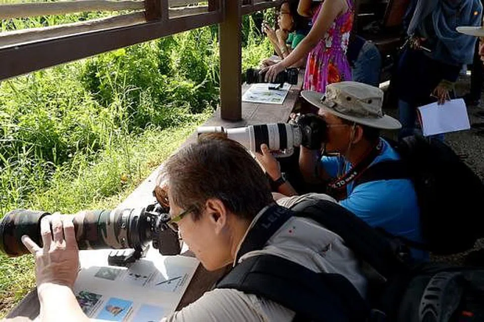 TUMPU PERHATIAN PADA PELBAGAI SPESIES BURUNG: Pengunjung dan pengkaji burung boleh memerhatikan keindahan alam dan kepelbagaian spesies burung yang ada di Paya Kranji di pondok atau 'Blinds' yang terdapat di situ. - Foto TUKIMAN WARJI