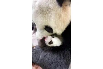 SUDAH CELIK: Beruang panda Jia Jia memeluk anaknya, yang masih belum dinamakan. Anak beruang panda itu telah membuka matanya pada 22 September lalu. - Foto WRS