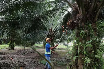 HADAPI TEKANAN: Seorang pekerja ladang Sime Darby mengumpul kelapa sawit di Pulau Carey, Malaysia - Foto Reuters