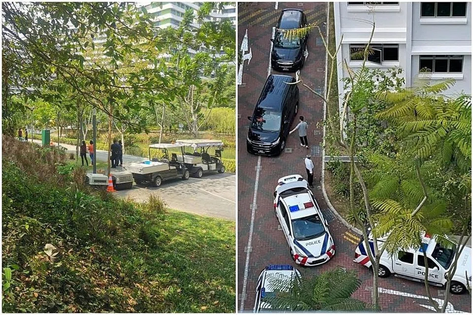 DITANGKAP: Polis, pegawai dan kontraktor NParks mengepung kawasan di Punggol dan menangkap seekor babi hutan yang dipercayai terlibat dalam dua serangan Sabtu lalu. - Foto FACEBOOK SUN XUELING DAN PEMBACA SHIN MIN