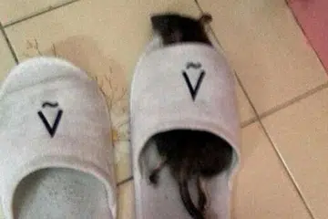 TEWAS JUGA AKHIRNYA: Selepas tiga minggu gagal dijejaki, tikus yang 'mengganggu' flat Encik Mohd Zain ini termasuk perangkap racun yang ditabur di beberapa kawasan flat tersebut. - Foto MOHD ZAIN MOHD SHARIFF