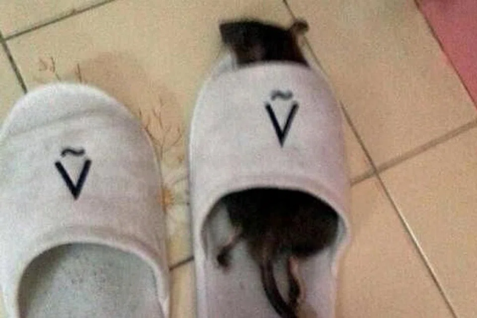 TEWAS JUGA AKHIRNYA: Selepas tiga minggu gagal dijejaki, tikus yang 'mengganggu' flat Encik Mohd Zain ini termasuk perangkap racun yang ditabur di beberapa kawasan flat tersebut. - Foto MOHD ZAIN MOHD SHARIFF