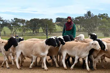 Singapore, Australia, korban, Hari Raya Haji, Aliyah Rizq, kambing biri-biri, sheep, masjid