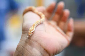 Seekor ular merayap di tangan seorang wanita (gambar hiasan)
