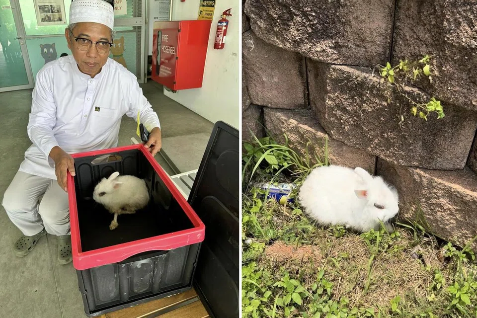 MEMBANTU HAIWAN: Encik Mustapha Kamal Osman menyelamatkan seekor arnab kebuluran dan dahaga di Pusara Aman dengan menghantarnya ke Persatuan Cegah Kekejaman Ke Atas Binatang (SPCA).