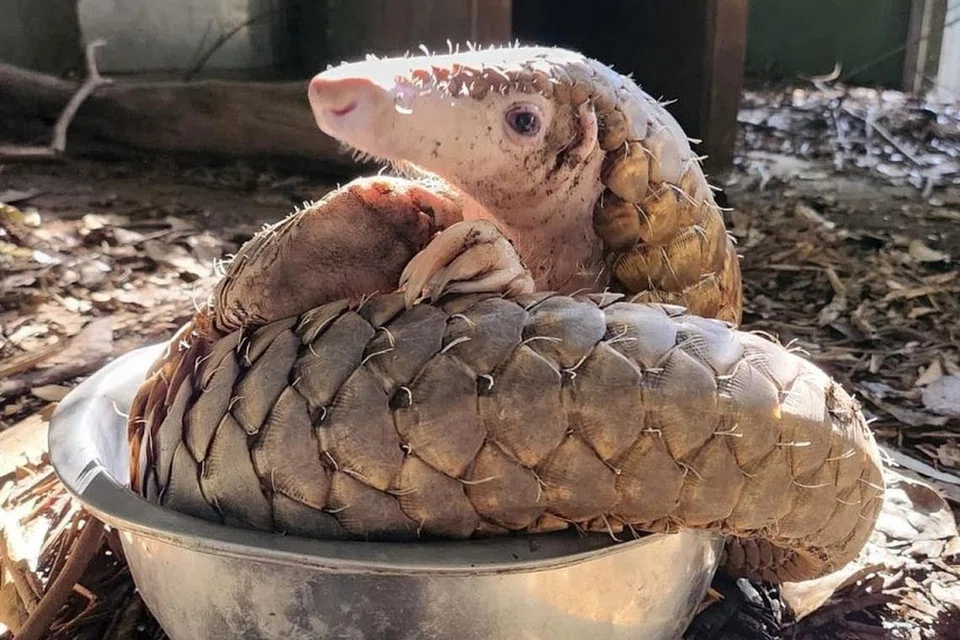 Radin, si tenggiling Sunda, gemar duduk di dalam mangkuk airnya. 
