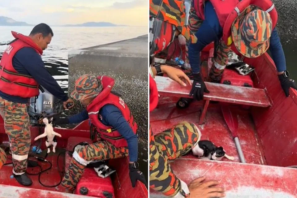 DIBERI RAWATAN: Kucing tersebut diberi rawatan dan dibawa pulang pangkalan bomba marin.