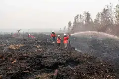 kebakaran hutan kalimantan tengah, jerebu indonesia, taman negara tanjung puting