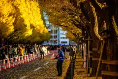 Daun ginkgo dalam warna musim luruh di Tokyo pada 28 November
