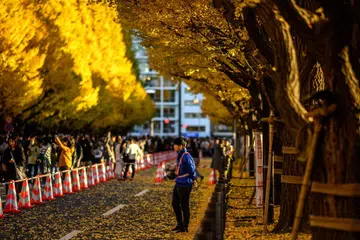 Daun ginkgo dalam warna musim luruh di Tokyo pada 28 November