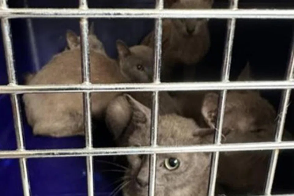 DISELAMATKAN: Sebanyak 12 kucing yang masih hidup dan tiga bangkai kucing ditemui di dalam salah satu unit di Blok 147 Bedok Reservoir Road. Keadaan di dalam unit rumah itu sangat teruk.