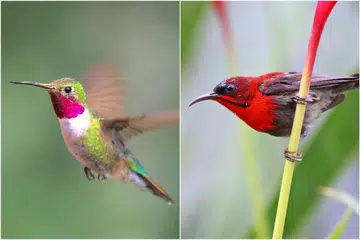 Pelajar akan lebih mengetahui tentang hidupan liar asli Singapura, seperti burung kelicap atau sunbird (kanan), spesies tempatan yang setara dengan burung kolibri atau hummingbird (kiri), yang terkenal dan hanya boleh ditemui di benua Amerika.