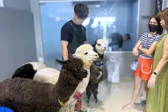 Tiga daripada empat alpaka yang berada di As Clouds Cafe, Johor Bahru. (Dari kiri, hadapan) Coco, Melon dan Gaga merupakan penyambut tetamu khas di kafe berkenaan.