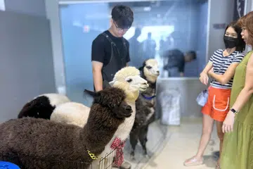 Tiga daripada empat alpaka yang berada di As Clouds Cafe, Johor Bahru. (Dari kiri, hadapan) Coco, Melon dan Gaga merupakan penyambut tetamu khas di kafe berkenaan.