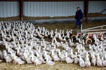 TERJEJAS TERUK: Kawasan barat daya Perancis yang mempunyai sektor pembiakan itik yang besar untuk menghasilkan 'foie gras pate' dilanda gelombang flu burung. - Foto REUTERS