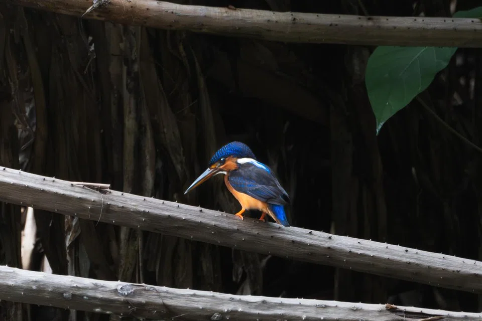 Burung Blue-eared kingfisher mempunyai bulu berwarna biru gelap dan biasanya lebih kecil berbanding burung Common kingfisher.