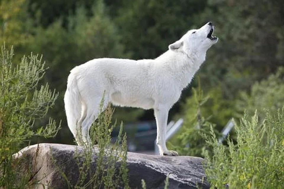 SERIGALA ARTIK: Salah satu jenis binatang unik yang terdapat di Taman Haiwan Toronto di Ontario, Canada. Taman ini mempunyai 5,000 binatang daripada 460 jenis dari seluruh dunia dan menyediakan beberapa kegiatan seperti menunggang unta dan menyentuh ikan pari yang berbisa.- Foto fail 