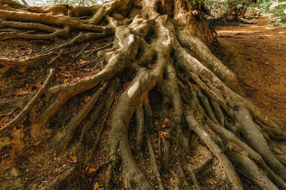 Akar pokok menjalar. 