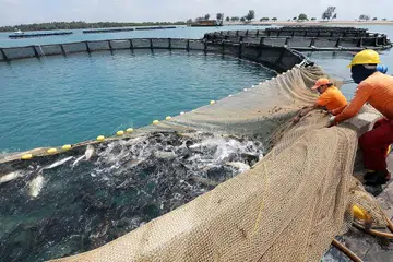 CONTOH DAYA USAHA TEKNOLOGI TINGGI: Baru-baru ini, pusat menternak ikan siakap setempat, Barramundi Asia, telah mengembangkan operasinya dan berjaya menghasilkan 6,000 tan ikan setiap tahun. - Foto fail