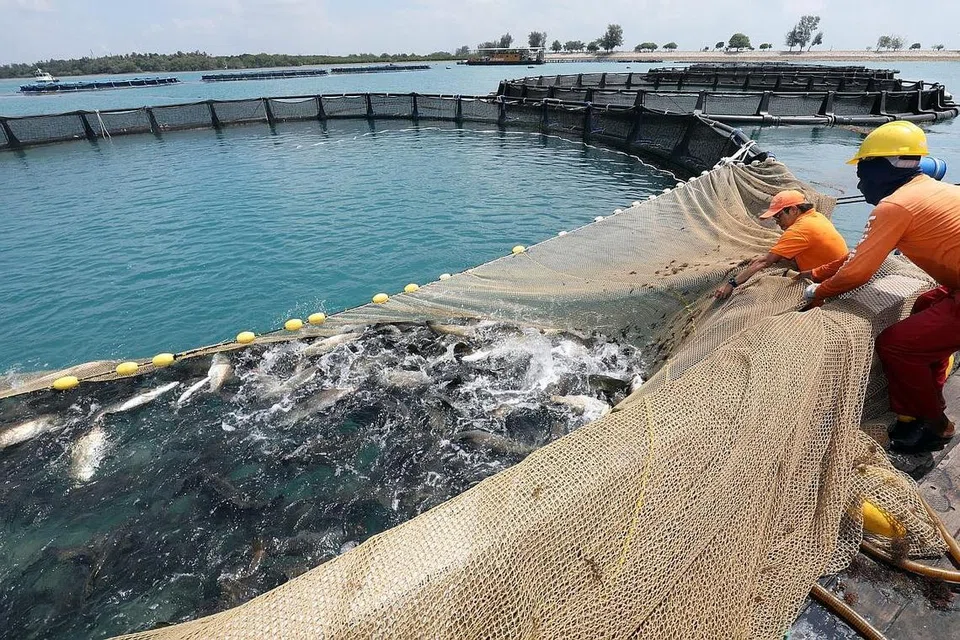 CONTOH DAYA USAHA TEKNOLOGI TINGGI: Baru-baru ini, pusat menternak ikan siakap setempat, Barramundi Asia, telah mengembangkan operasinya dan berjaya menghasilkan 6,000 tan ikan setiap tahun. - Foto fail