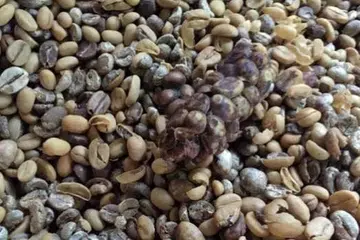 DISALUTI NAJIS MUSANG: Tentu ada yang berasa geli melihat najis musang yang menyaluti biji-biji kopi yang tidak hancur di dalam perut musang. Bagaimanapun, gumpalan najis musang ini dibersihkan dan dibilas hingga tujuh kali mengikut arahan Majlis Ulama Indonesia (MUI) sebelum dijemur dan dikeringkan, dikopek kulitnya, digoreng dan dikisar menjadi serbuk. - Foto-foto ABDUL KADIR SALEH