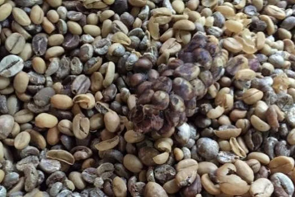 DISALUTI NAJIS MUSANG: Tentu ada yang berasa geli melihat najis musang yang menyaluti biji-biji kopi yang tidak hancur di dalam perut musang. Bagaimanapun, gumpalan najis musang ini dibersihkan dan dibilas hingga tujuh kali mengikut arahan Majlis Ulama Indonesia (MUI) sebelum dijemur dan dikeringkan, dikopek kulitnya, digoreng dan dikisar menjadi serbuk. - Foto-foto ABDUL KADIR SALEH