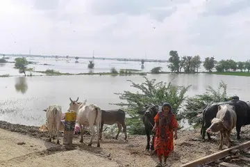 RANTAIAN BEKALAN TERJEJAS: Seorang penduduk setempat Jacobabad, wilayah Sindh di Pakistan, berdiri di depan sawah padinya yang telah ditenggelami banjir dek hujan lebat. Bencana banjir di Pakistan dan juga di Malaysia baru-baru ini, menjejas teruk bekalan makanan bagi negara-negara di rantau ini. - Foto AFP