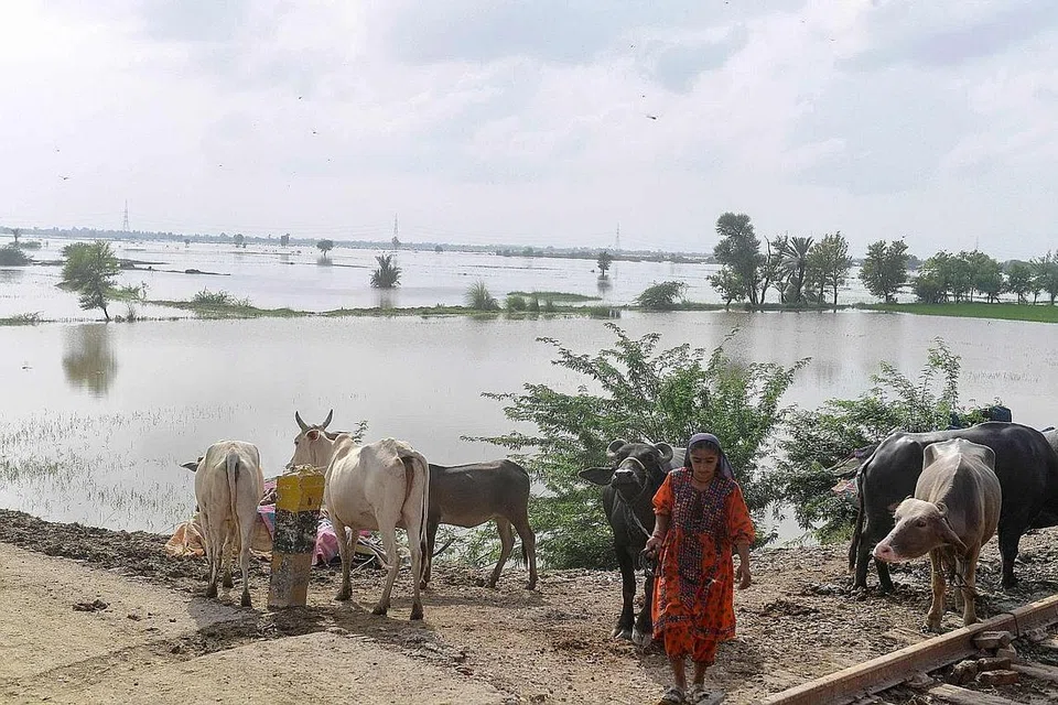 RANTAIAN BEKALAN TERJEJAS: Seorang penduduk setempat Jacobabad, wilayah Sindh di Pakistan, berdiri di depan sawah padinya yang telah ditenggelami banjir dek hujan lebat. Bencana banjir di Pakistan dan juga di Malaysia baru-baru ini, menjejas teruk bekalan makanan bagi negara-negara di rantau ini. - Foto AFP
