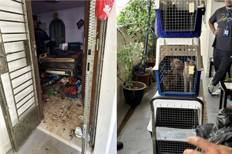 Sebanyak 12 kucing yang masih hidup serta tiga bangkai kucing ditemui dan dikeluarkan dari salah satu unit di Blok 147 Bedok Reservoir Road.  