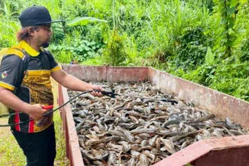 Populasi ikan bandaraya boleh mengakibatkan kematian kerana apabila ia membiak dengan cepat ia boleh menyebabkan tebing sungai terhakis dan runtuh, menyebabkan banjir dan kerosakan kepada rumah. 