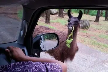 ADA MAKAN, MBAK?: Penulis sekeluarga seronok dapat memberi makan kepada binatang seperti llama, sambil memandu di Taman Safari dalam kawasan Pasuruan.