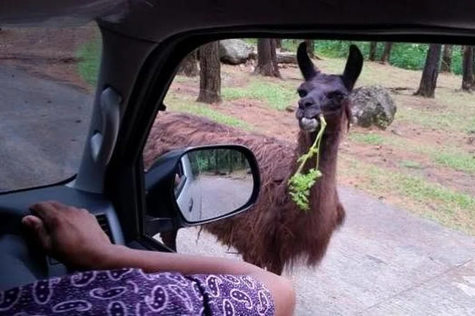 ADA MAKAN, MBAK?: Penulis sekeluarga seronok dapat memberi makan kepada binatang seperti llama, sambil memandu di Taman Safari dalam kawasan Pasuruan.
