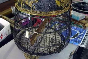 Sangkar