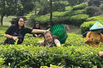 PETIK DAUN TEH: Seronok memetik daun teh di ladang. - Foto ihsan FARAH SUHAIMI SAAT