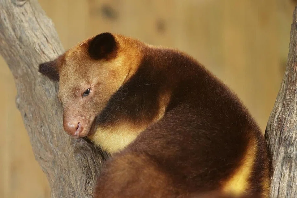 Susu, kanggaru pokok Goodfellow berusia 18 bulan ini suka bertenggek di dahan tertinggi dalam kawasan pamerannya.