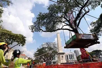 POKOK HUJAN: Para pekerja memindahkan salah satu daripada lapan pokok hujan di halaman rumput baru depan Dewan Konsert dan Panggung Victoria. - Foto THE STRAITS TIMES