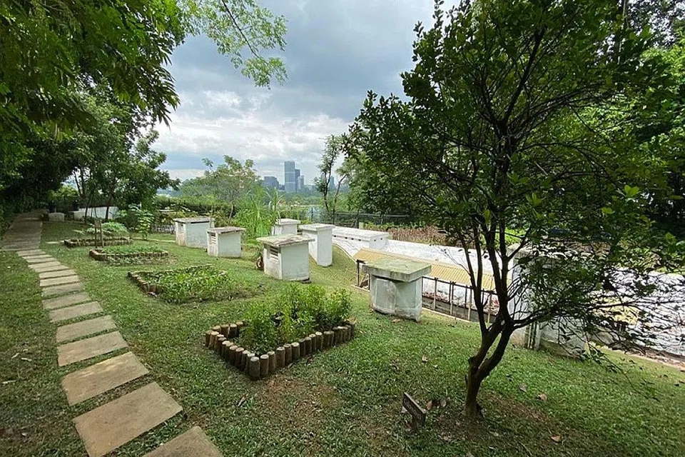 SEJARAH PERANG MELALUI MAKANAN: Makanan asas sewaktu perang yang ditanam di sebuah kebun kecil menyusuri satu tapak sejarah yang terdapat di lawatan itu. - Foto NHB