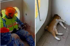 Seekor kucing tersangkut dalam dinding sebuah rumah di Kota Kinabalu, Sabah, Malaysia.