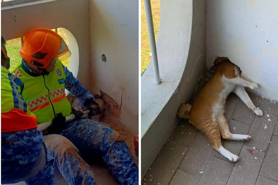 Seekor kucing tersangkut dalam dinding sebuah rumah di Kota Kinabalu, Sabah, Malaysia.