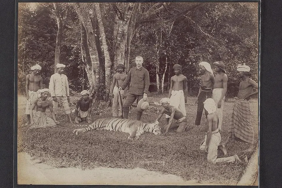 MEMBURU HARIMAU DI SINGAPURA: Secara keseluruhan, harimau-harimau liar dibunuh atau diperangkap untuk dijadikan pameran. Malangnya, pemburuan ini mendatangkan "hasil". Pada 1932, harimau Malaya liar yang terakhir di Singapura dibunuh. - Foto NHB