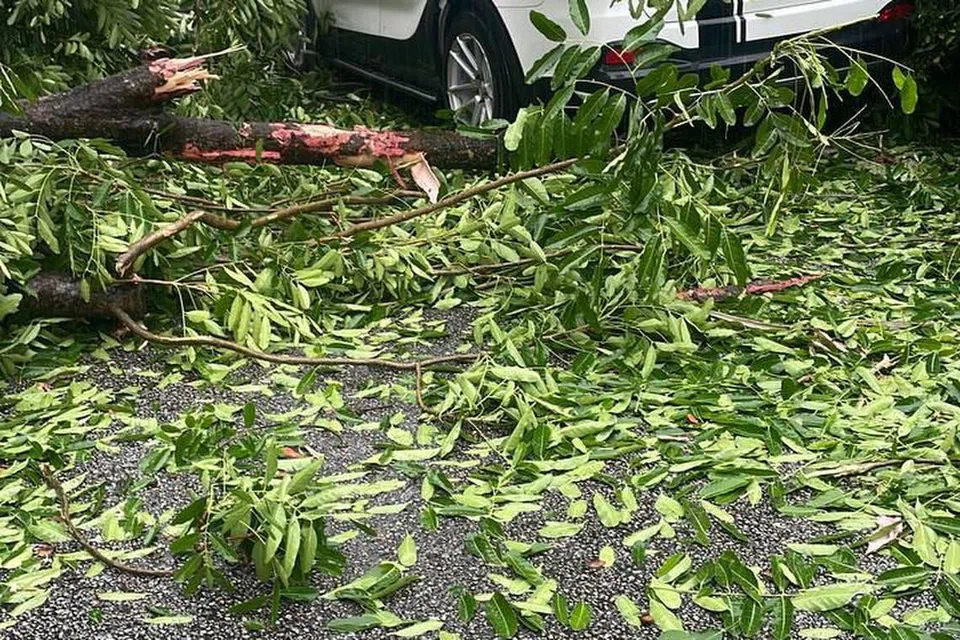 KEMALANGAN: Satu kereta putih dilihat remuk akibat pokok yang tumbang di CTE ke arah AYE pada pagi Rabu.