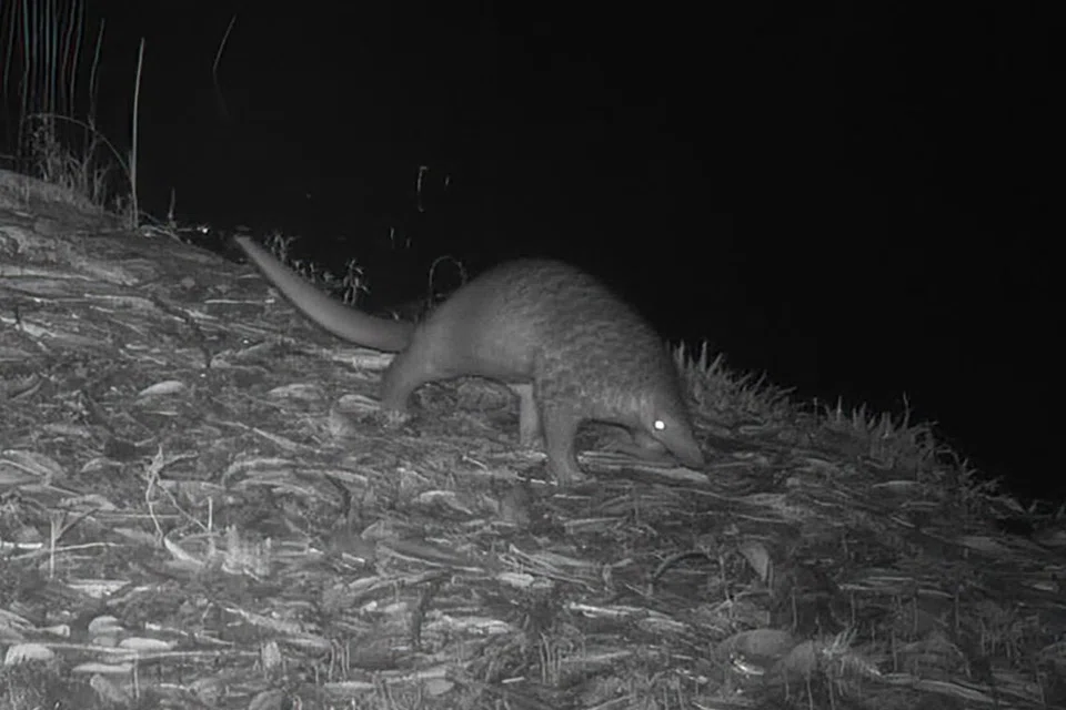 Tenggiling sunda. - Foto DR GRETCHEN COFFMAN