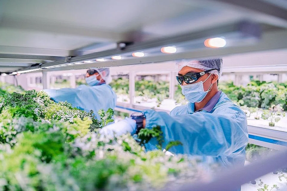 PERTANIAN BANDARAN: Bagi memastikan makanan dijamin di Singapura, Singapura ingin menghasilkan 30 peratus hasil makanannnya sendiri menjelang 2030. Ini akan meningkatkan peluang kerjaya dalam bidang pertanian makanan berteknologi tinggi. - Foto SUSTENIR AGRICULTURE