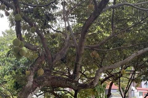 Pokok durian di cerun bukit Blok 5 Lorong Lew Lian kembali berbuah musim ini.