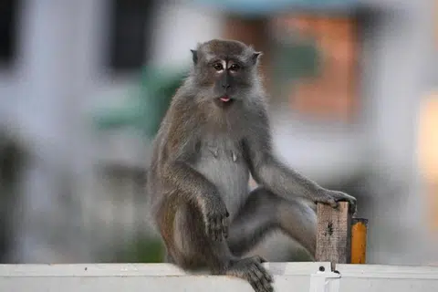 Seekor monyet berekor panjang berada di pagar pembinaan di utara Punggol.