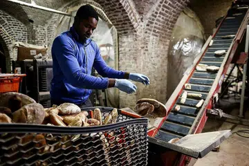 DIKITAR SEMULA: Pekerja firma Eclo di Brussels, Belgium ini, membuang sisa roti ke dalam mesin untuk menghasilkan substrat bagi tanaman cendawan organik. - Foto AFP