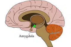 Amigdala adalah bahagian otak yang kecil, berbentuk seperti kacang badam, dan terletak jauh di dalam kepala. Ia berfungsi sebagai pusat utama yang memproses emosi, terutamanya rasa takut, cemas, dan gembira.