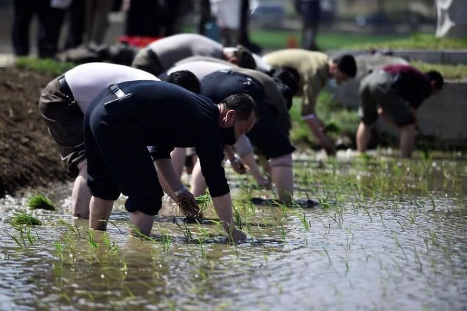 Petani menanam padi di Ladang Koperasi Chongsan di Nampho City, Korea Utara, pada 12 Mei lalu. - Foto: AFP