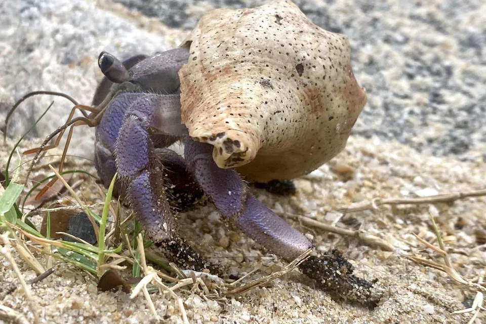 JEJAS HAIWAN: Kaki umang-umang yang berwarna ungu tercemar oleh minyak di pantai East Coast Park pada Selasa.