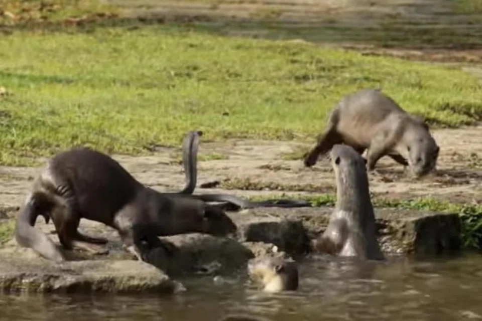 - Foto TANGKAP LAYAR YOUTUBE